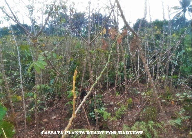 HOW TO PLANT CASSAVA